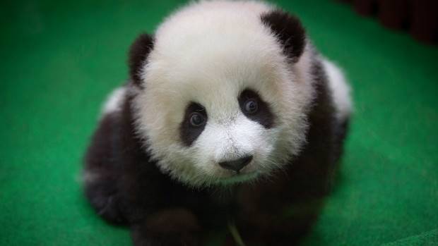 baby panda baby panda
